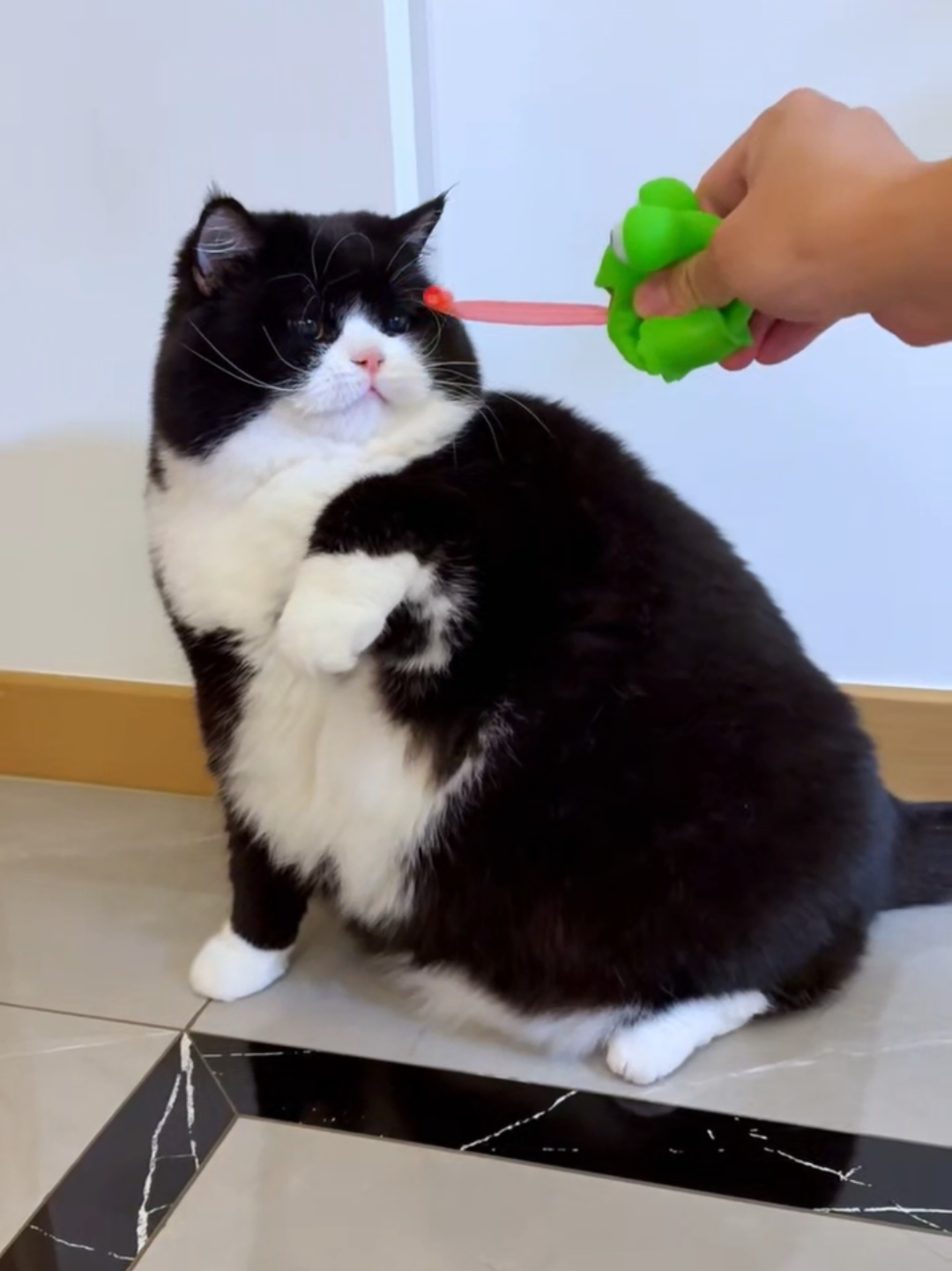 @Chonky World Of Cats