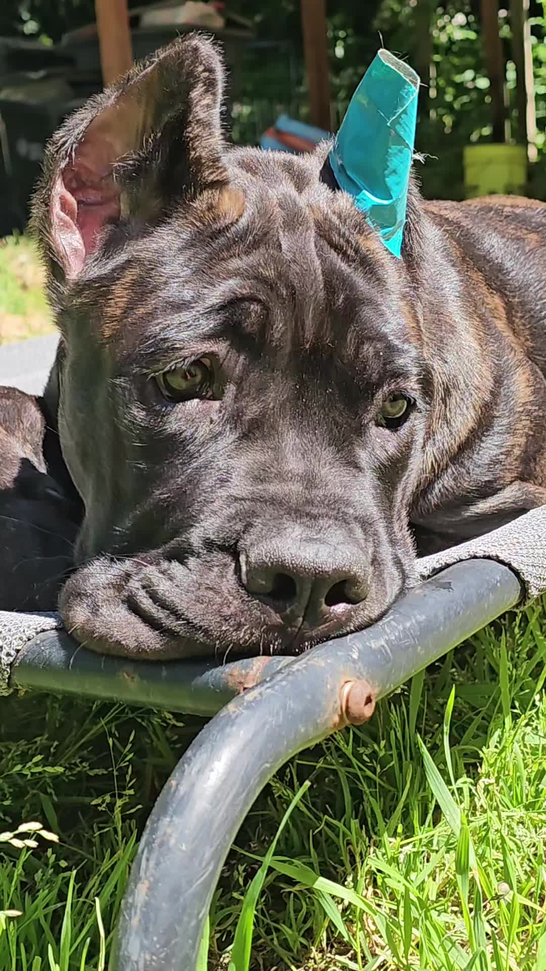 @SalmonCreekCaneCorso