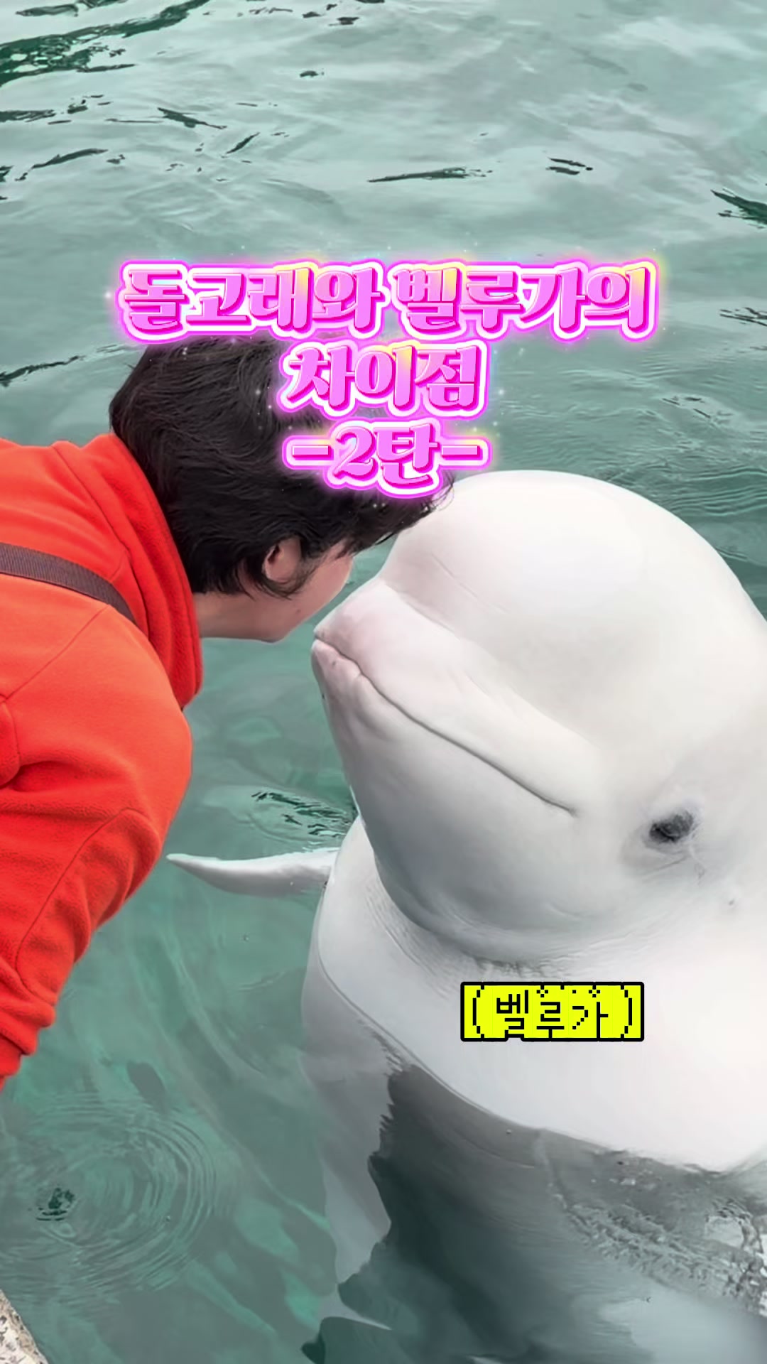 @DolphinTok