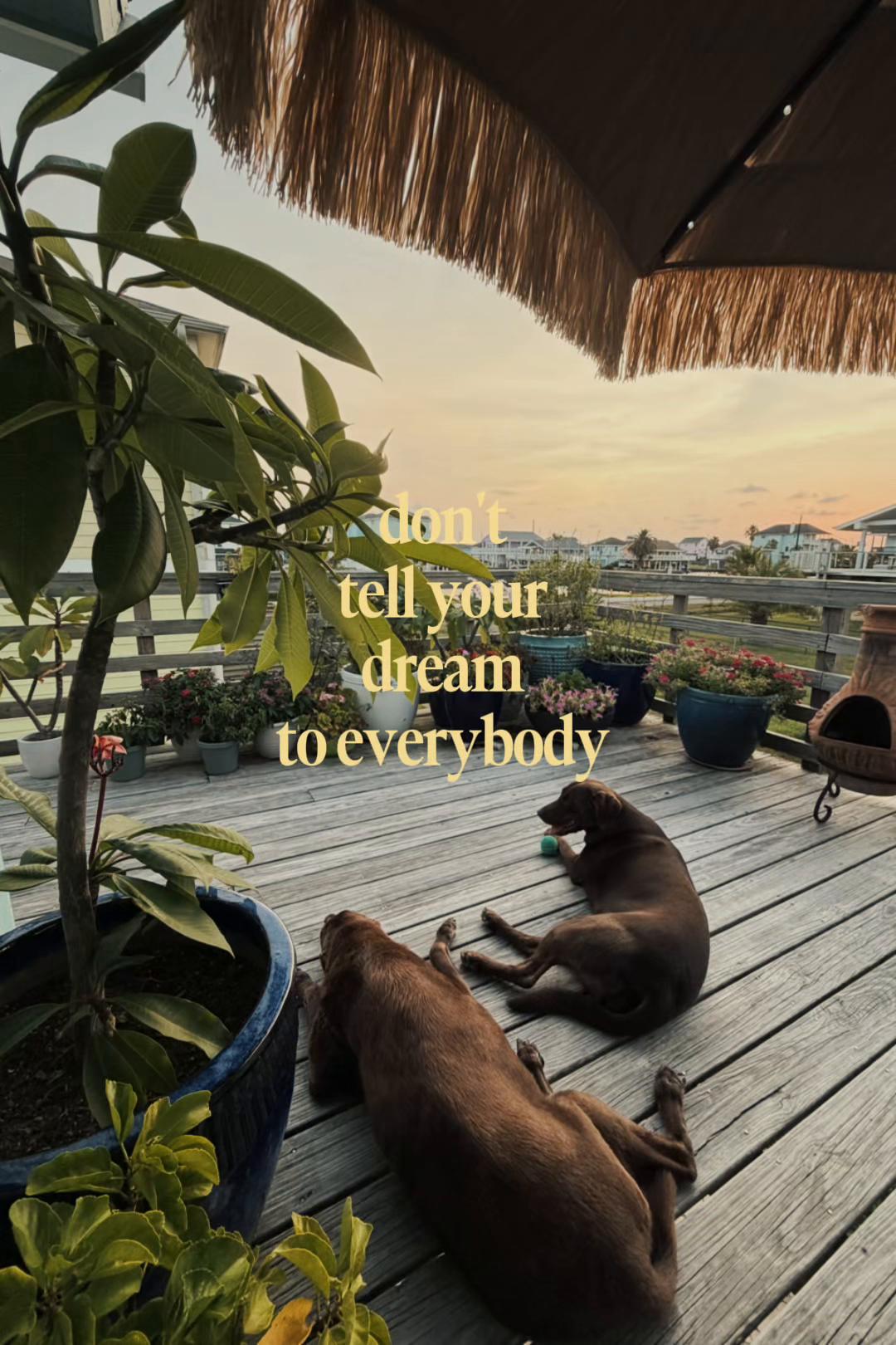 @Roman The Beach 🐾