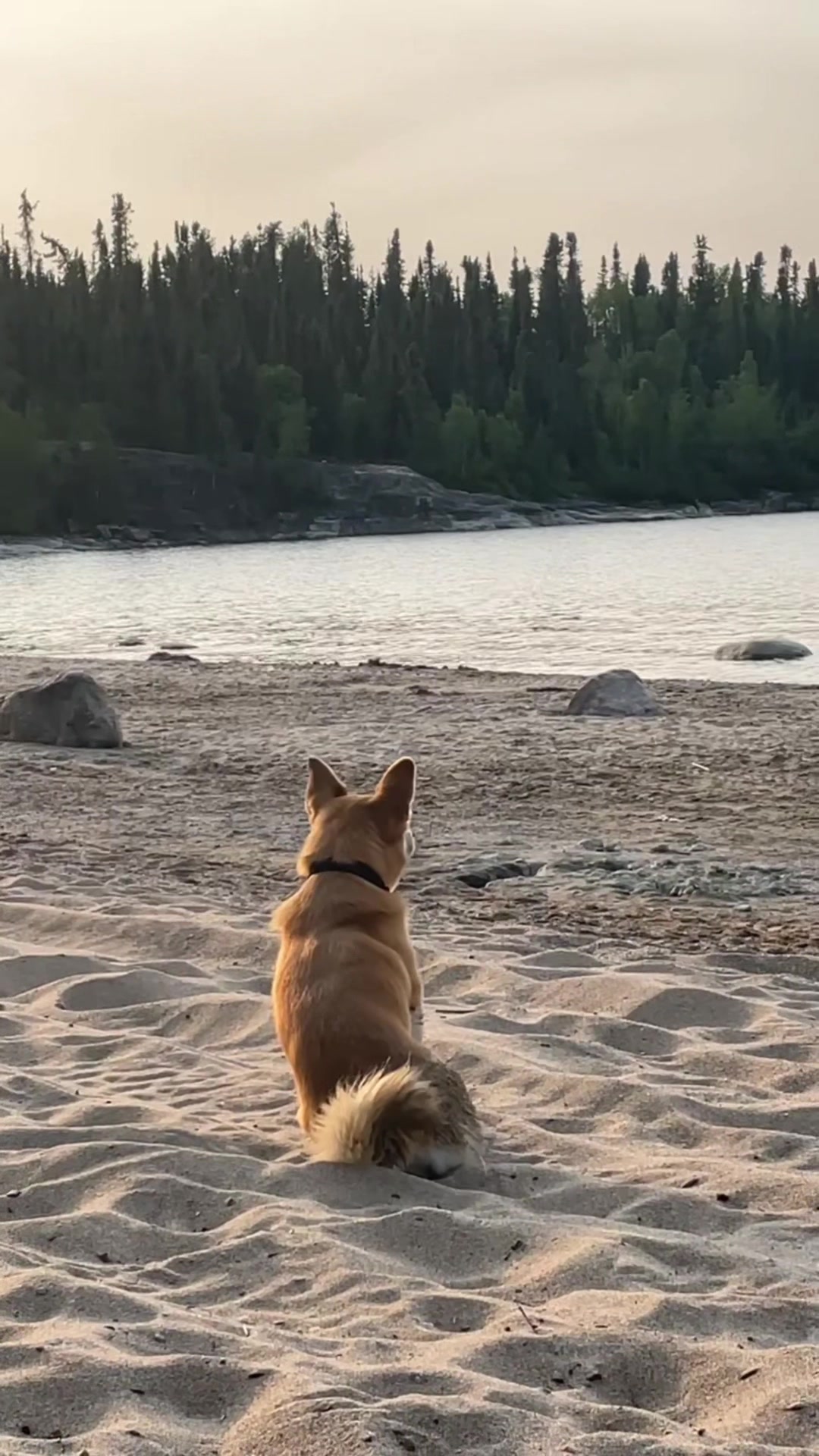 @gracie🦝