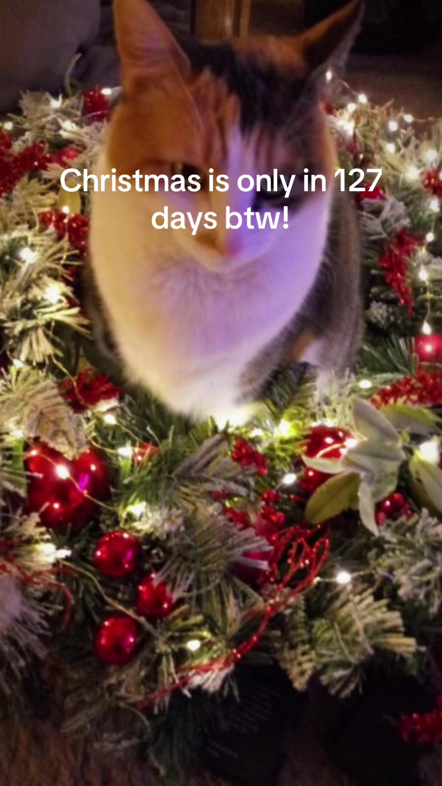 @christmas vibes!