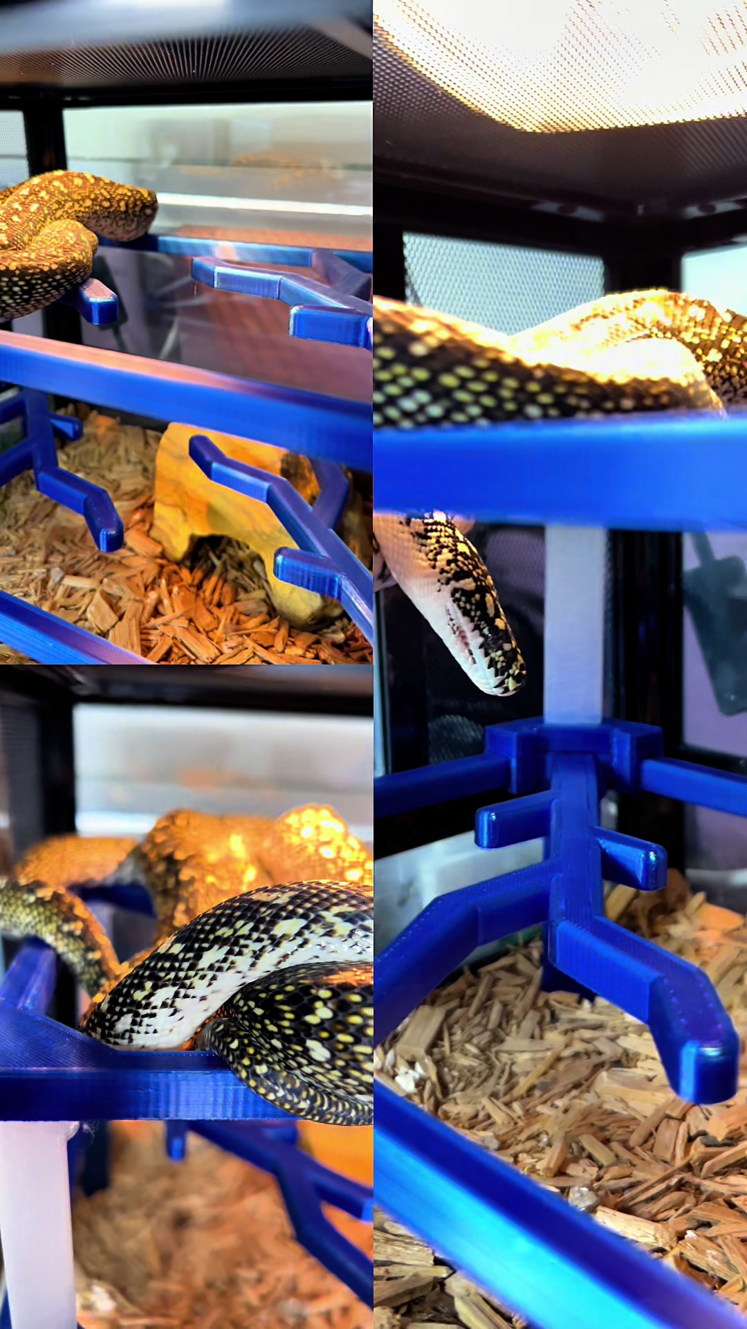 @rileys_reptiles