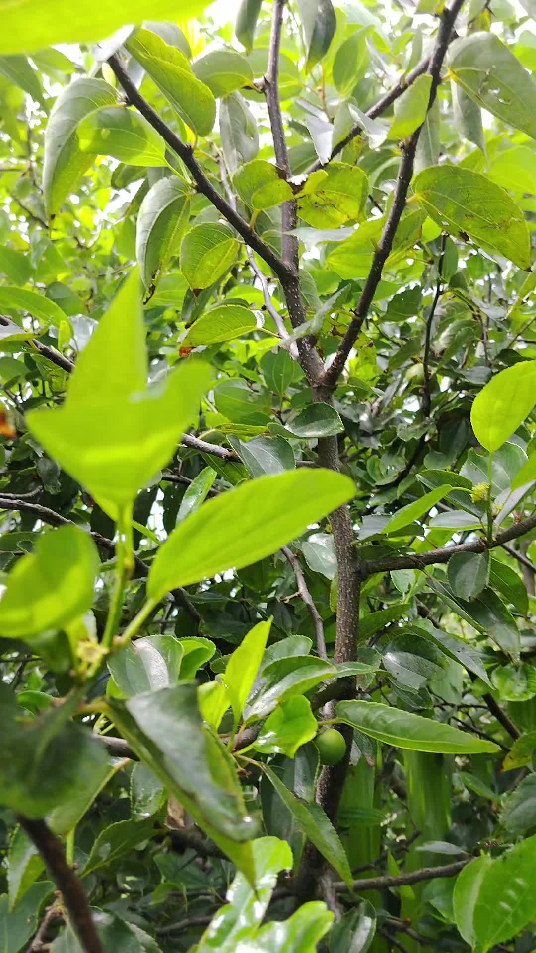 @Lama sanjeev