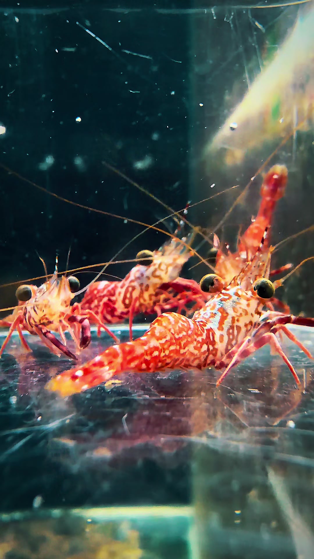 @Once Upon A Shrimp