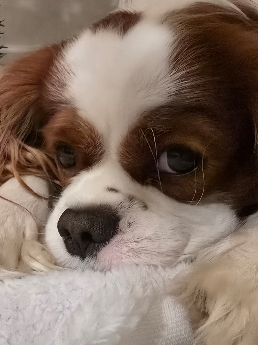 @Rocky Cavalier King Charles