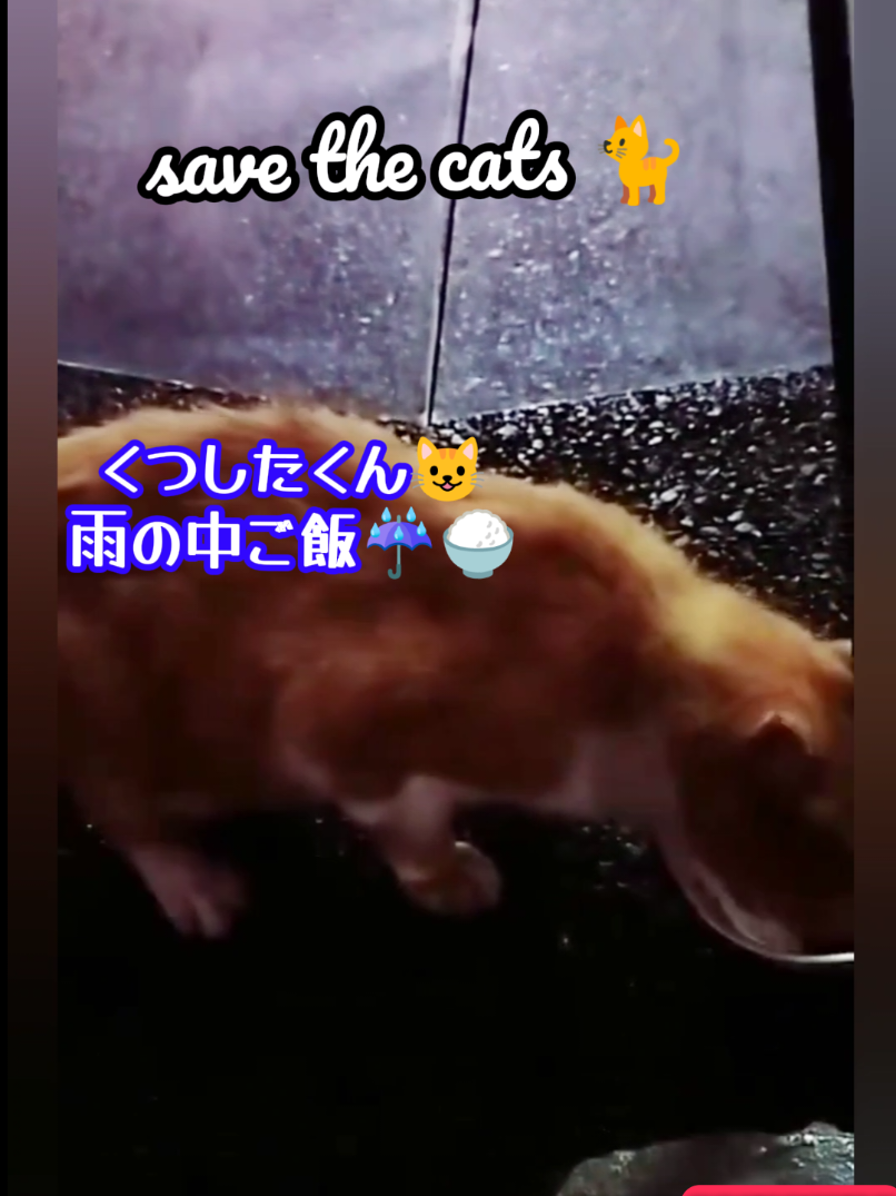 @あきの軍艦巻き😺 🐾 aki🐾