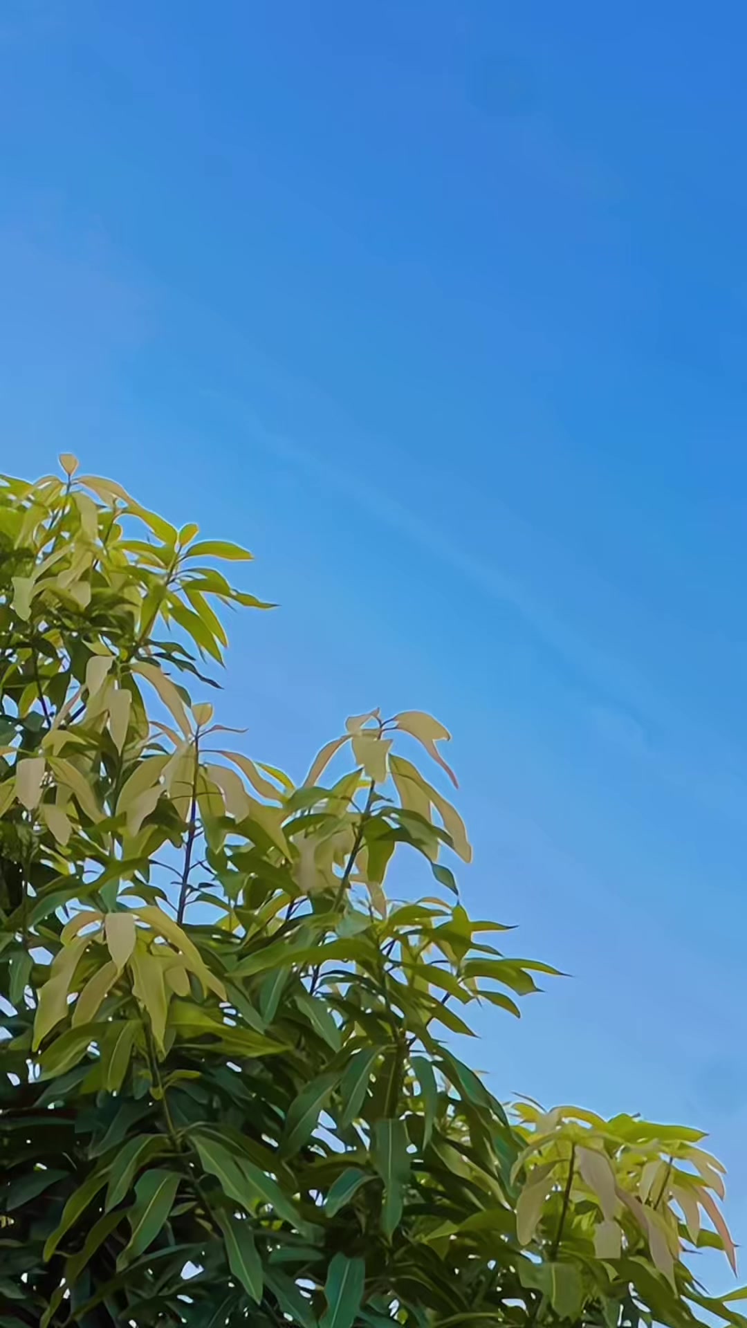 @🔥⭐️حنان جٹ وہاڑی آلہ⭐️🔥