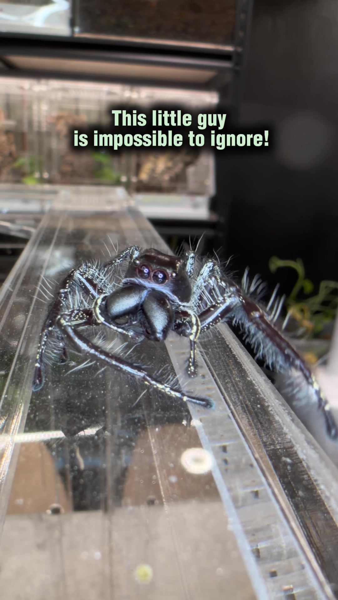 @Spider Conservatory