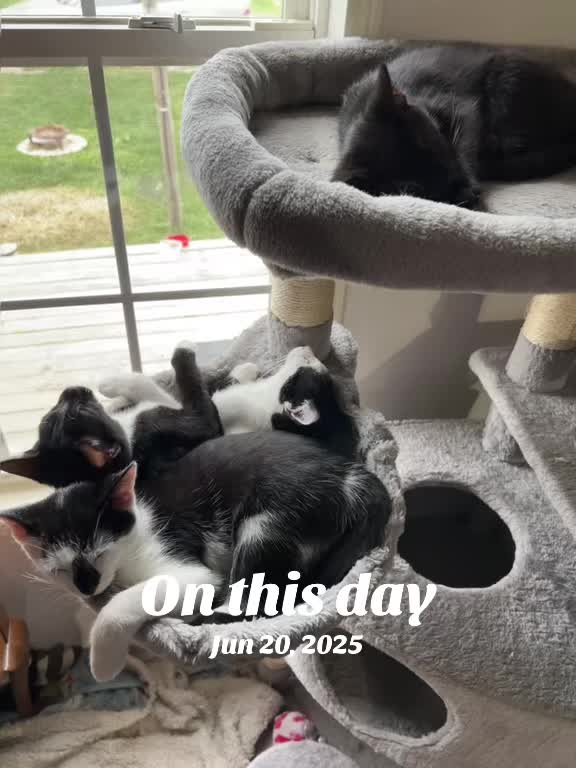 @catlover313official