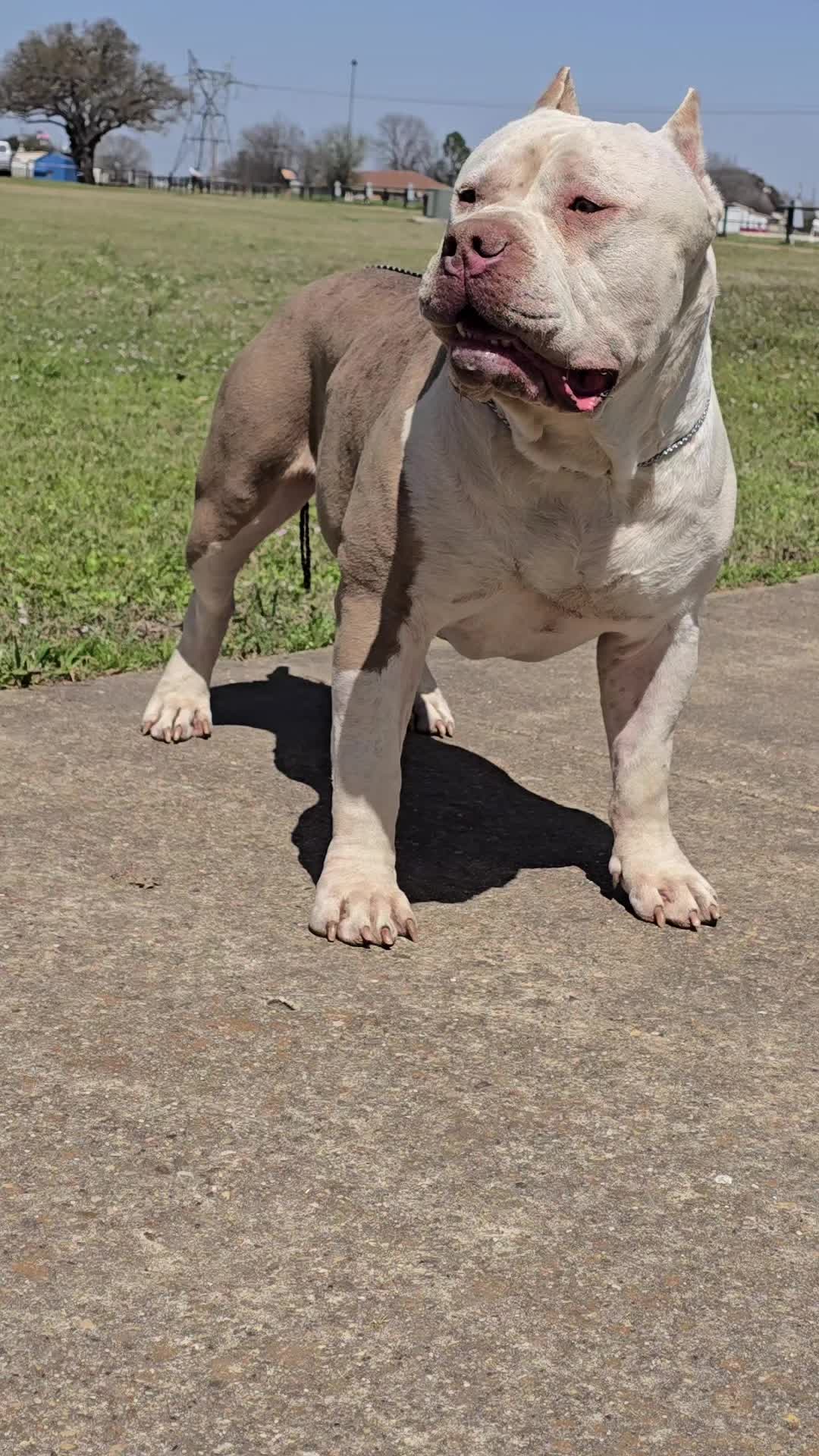 @Dtx_dogkennels