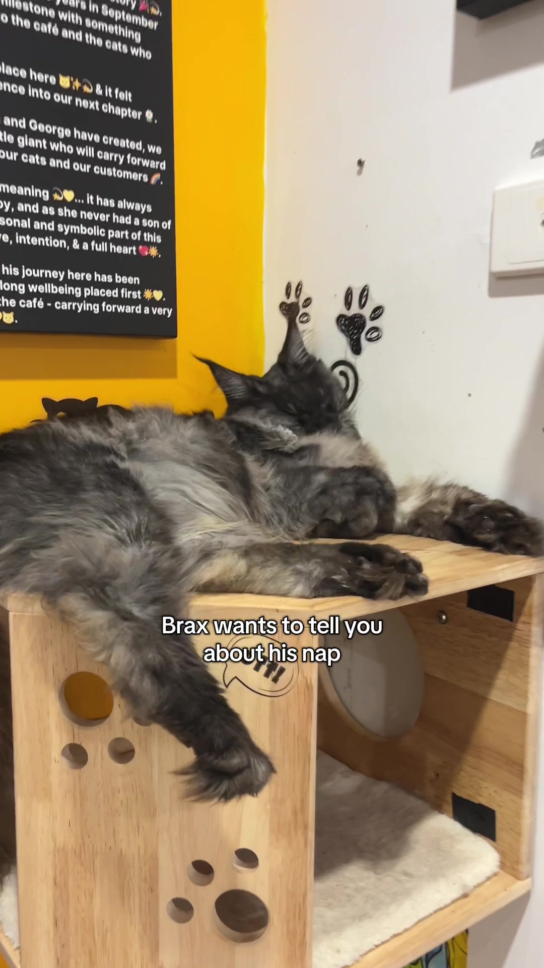 @crazycatcafe