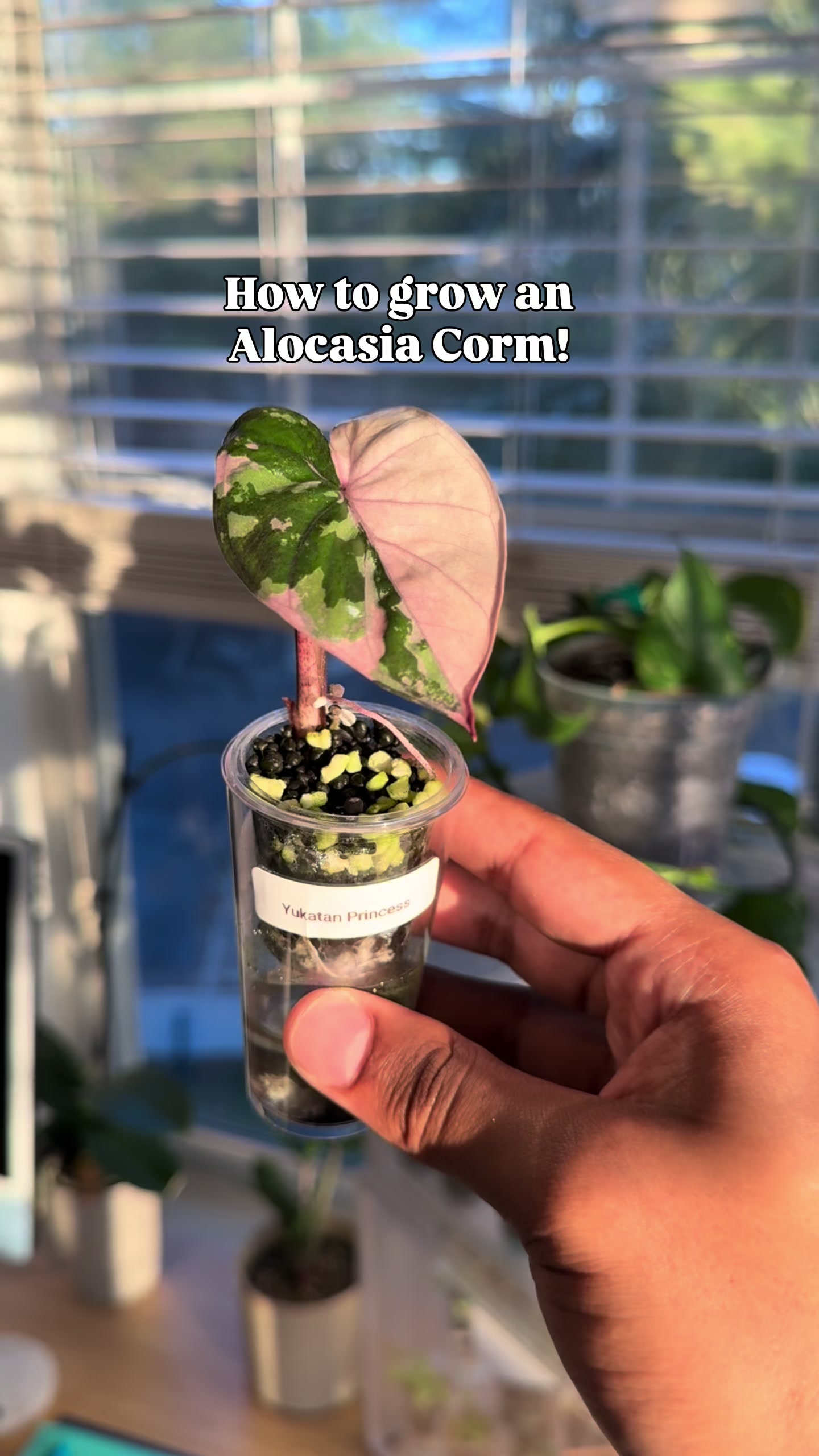 @RarePlantNinja