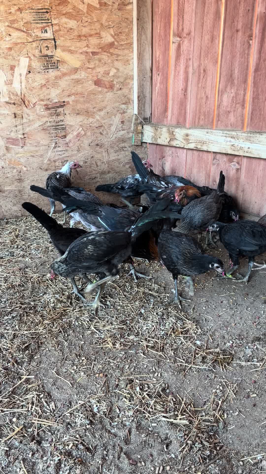 @A.MENDOZA.FARM.USA 74HWY