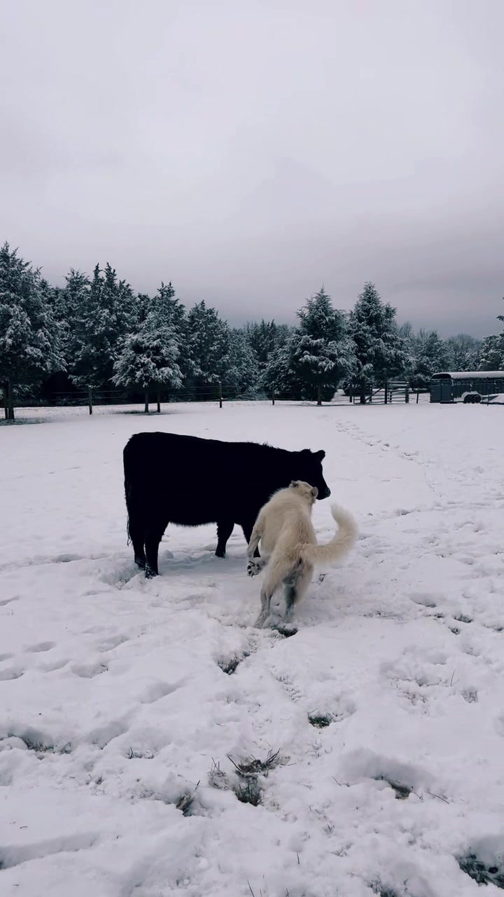 @EasilyDistractedby2Cows