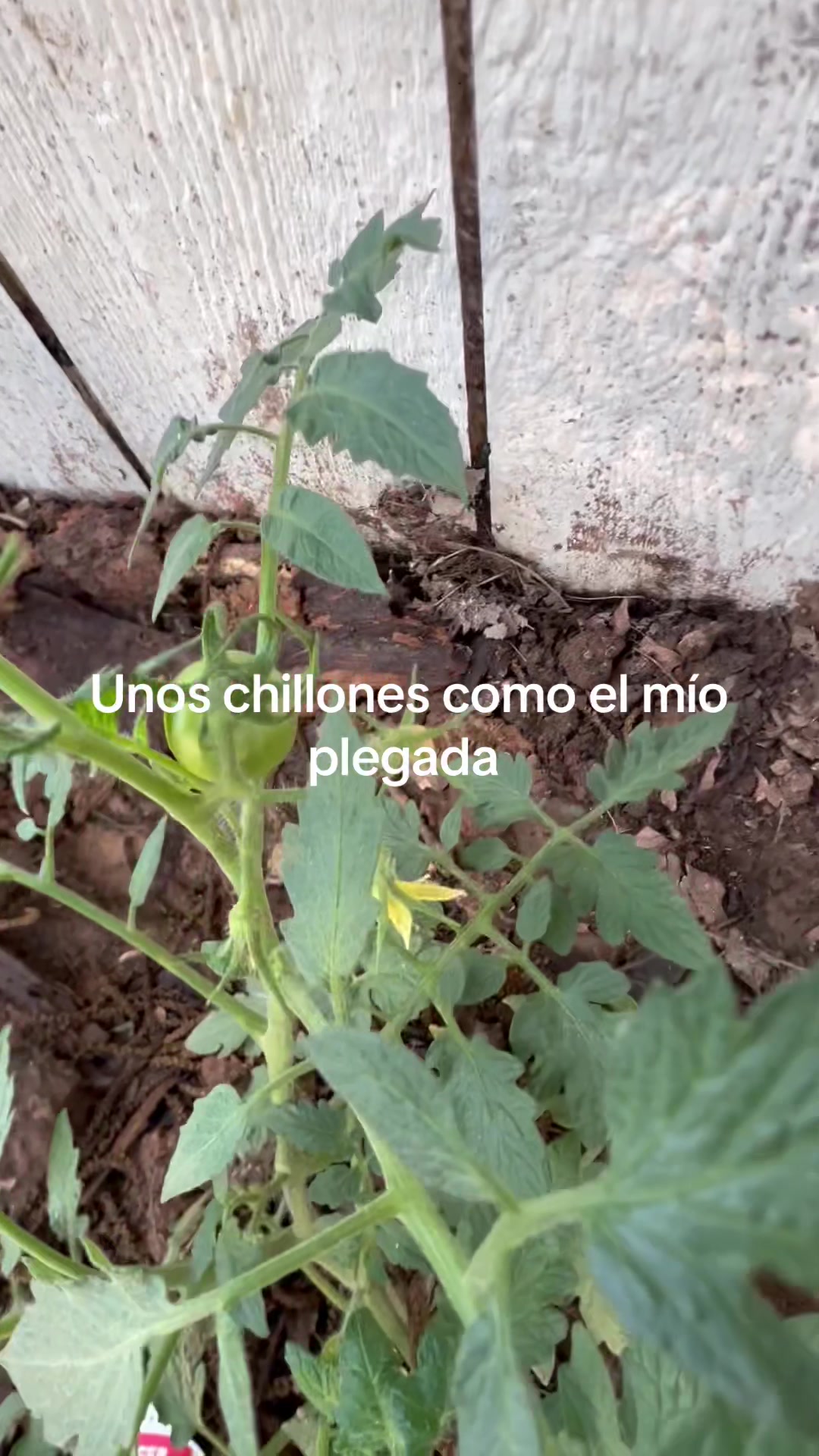 @vaquerosalvaje965
