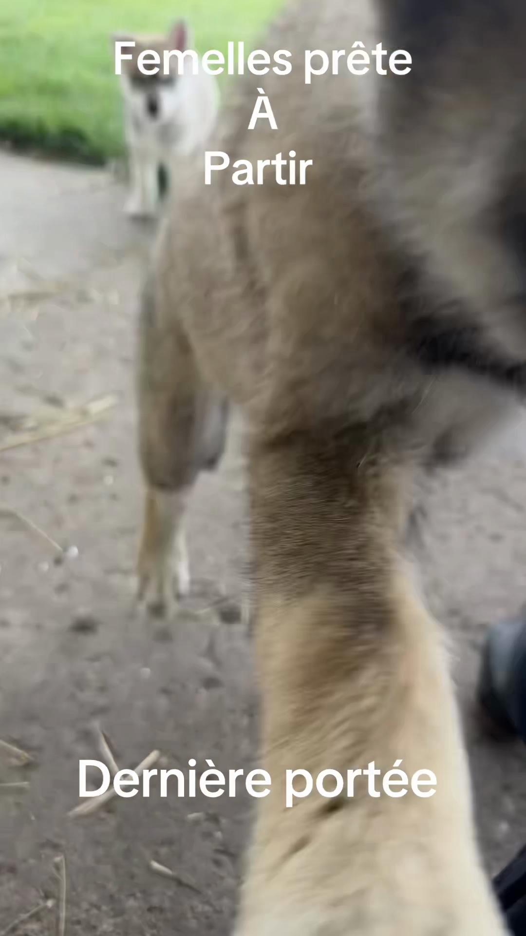 @WOLFDOG
