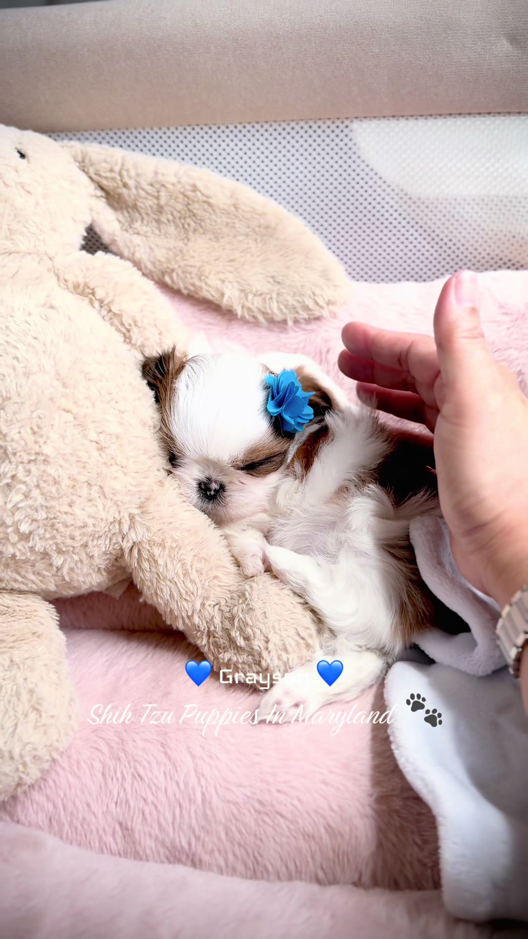 @Shih Tzu Puppies in Maryland