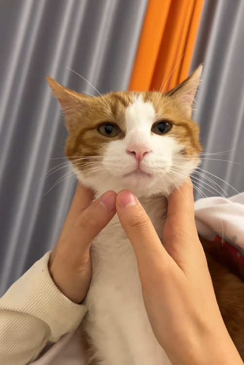 @Scare.funny.pets