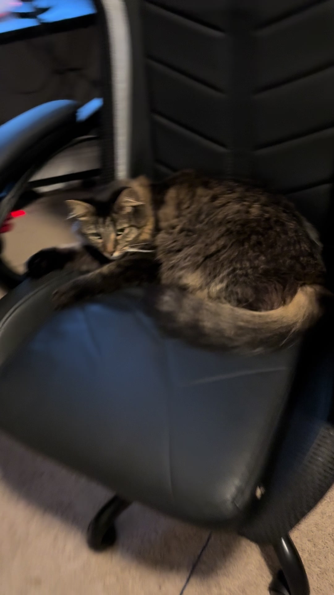 @RoxySnowballCatDrama