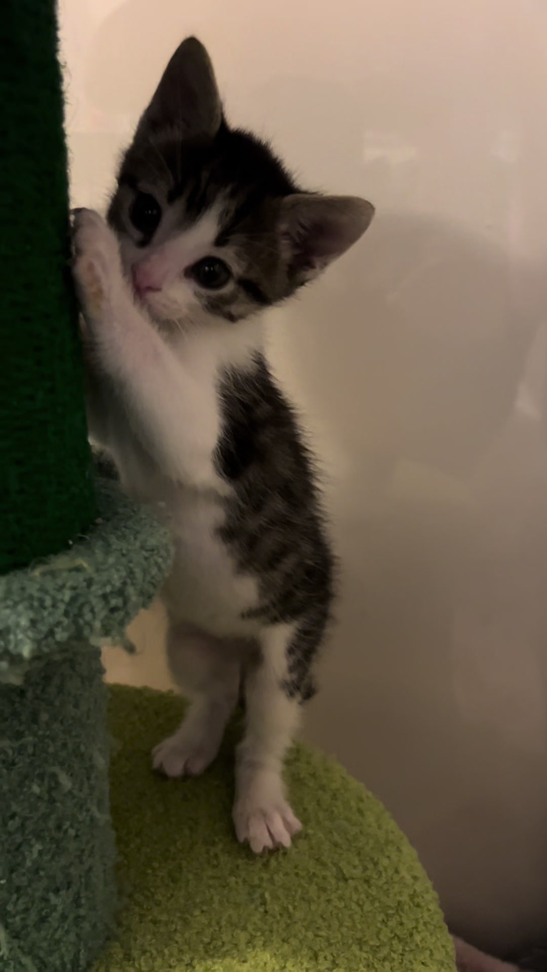 @Kitten.mama
