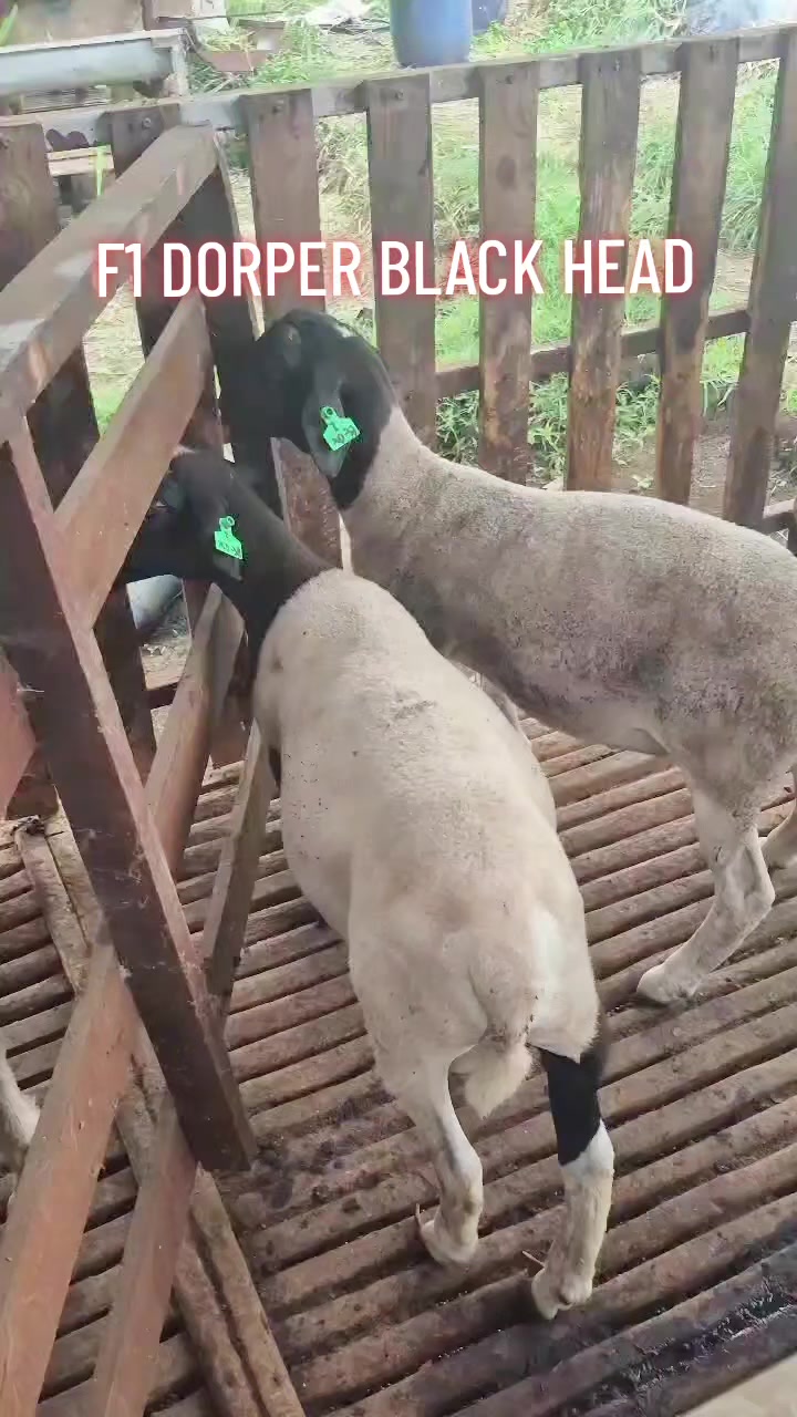 @Kambing Burja Official