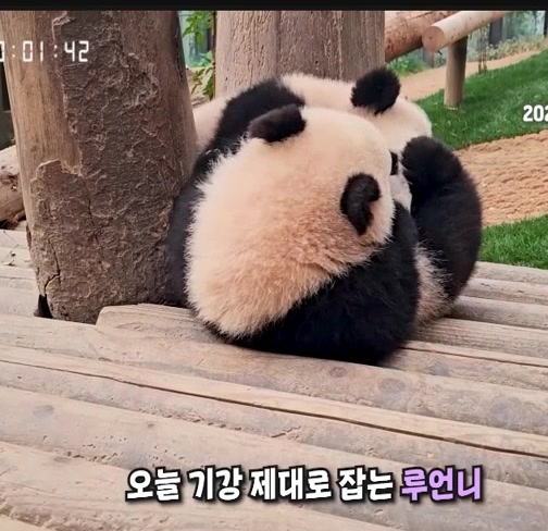 @K-PANDA kim