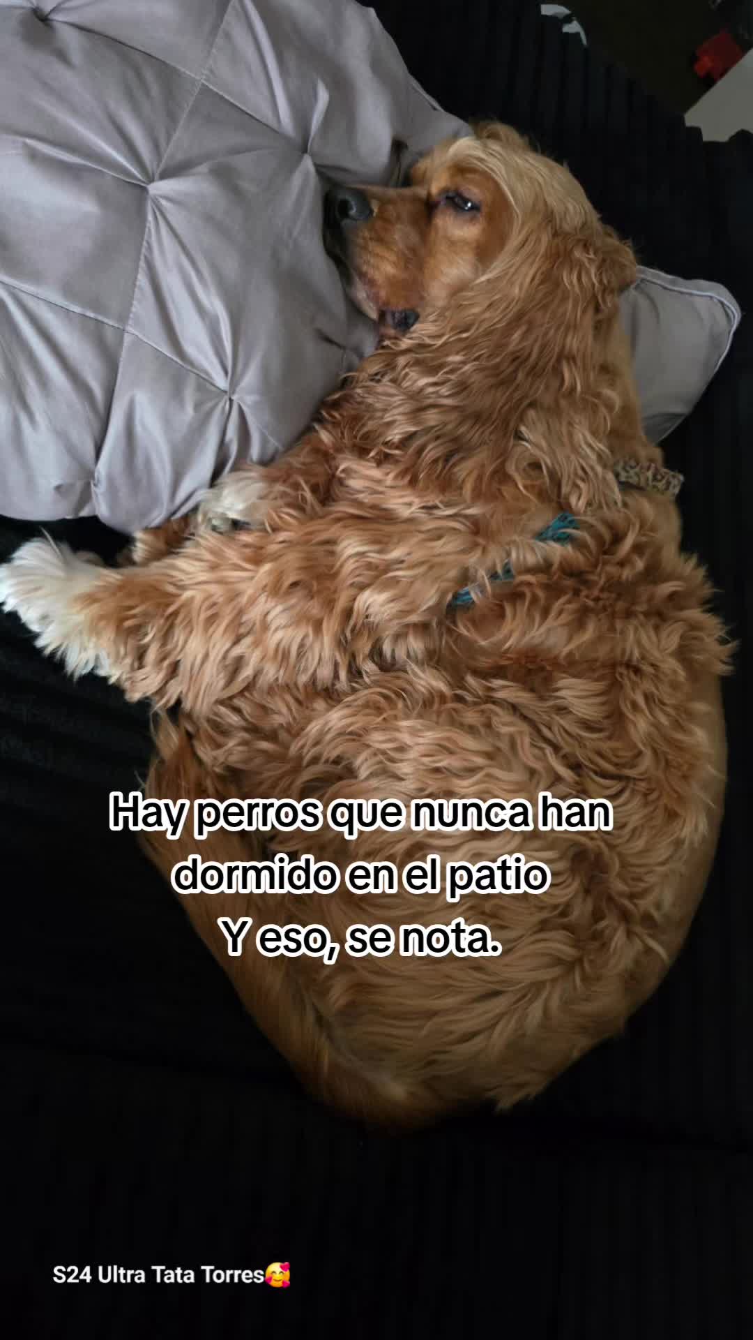 @Tata Torres Torres