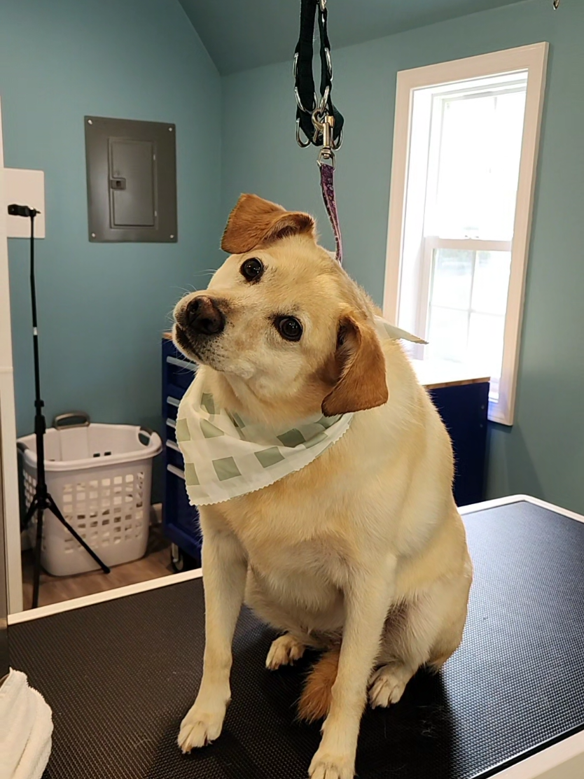 @ShookyDogGroomer-Rachel Shook
