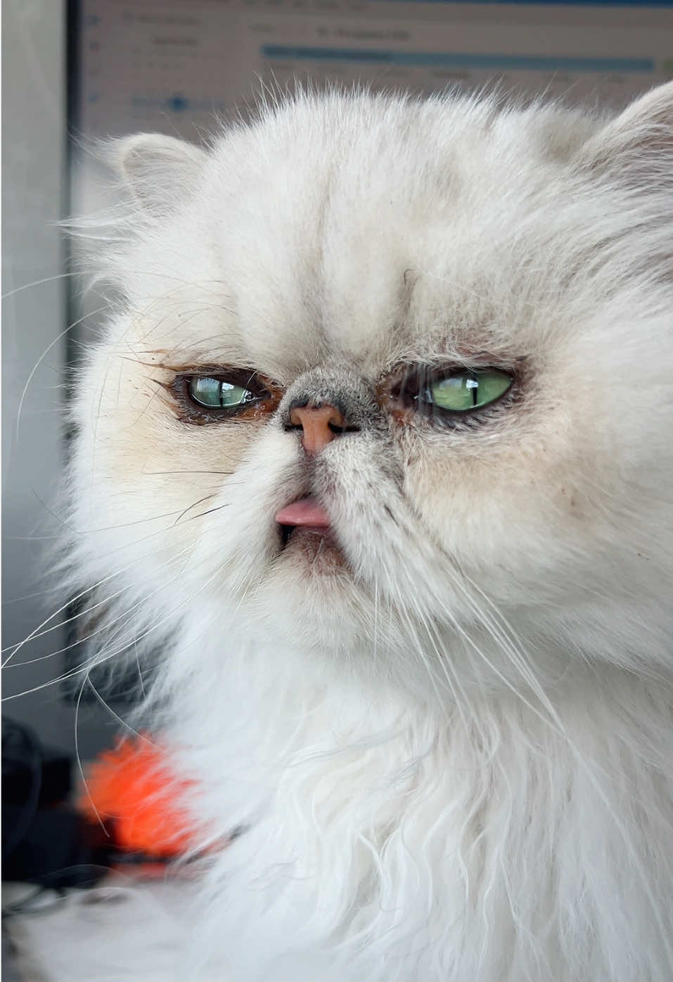 @Dutchkittycat
