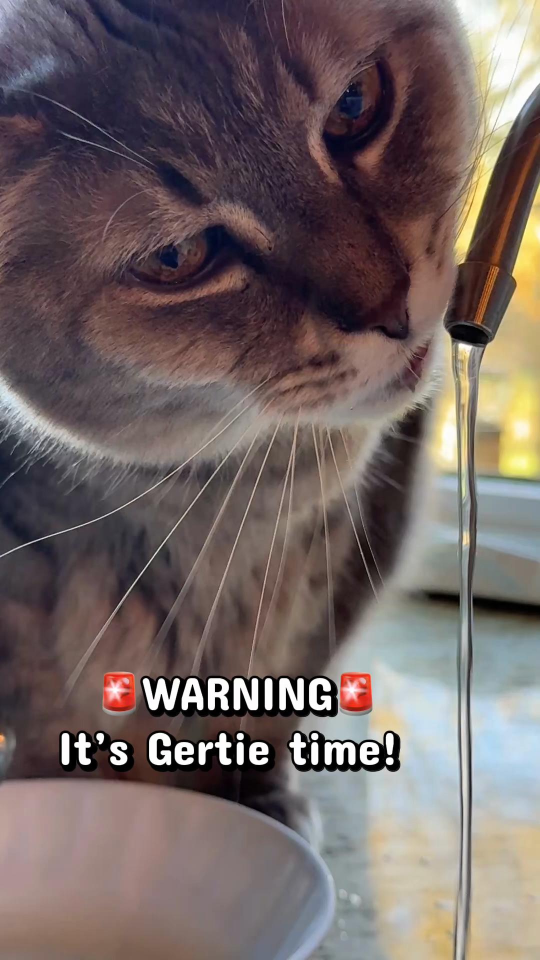 @North Toronto Cat Rescue