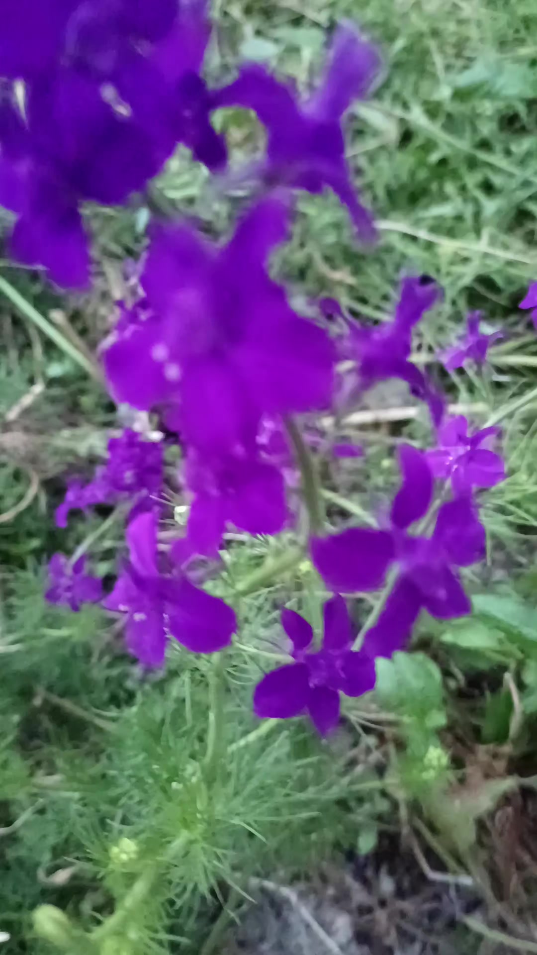 @♑🌺 Dan_ulduzu🌺♑