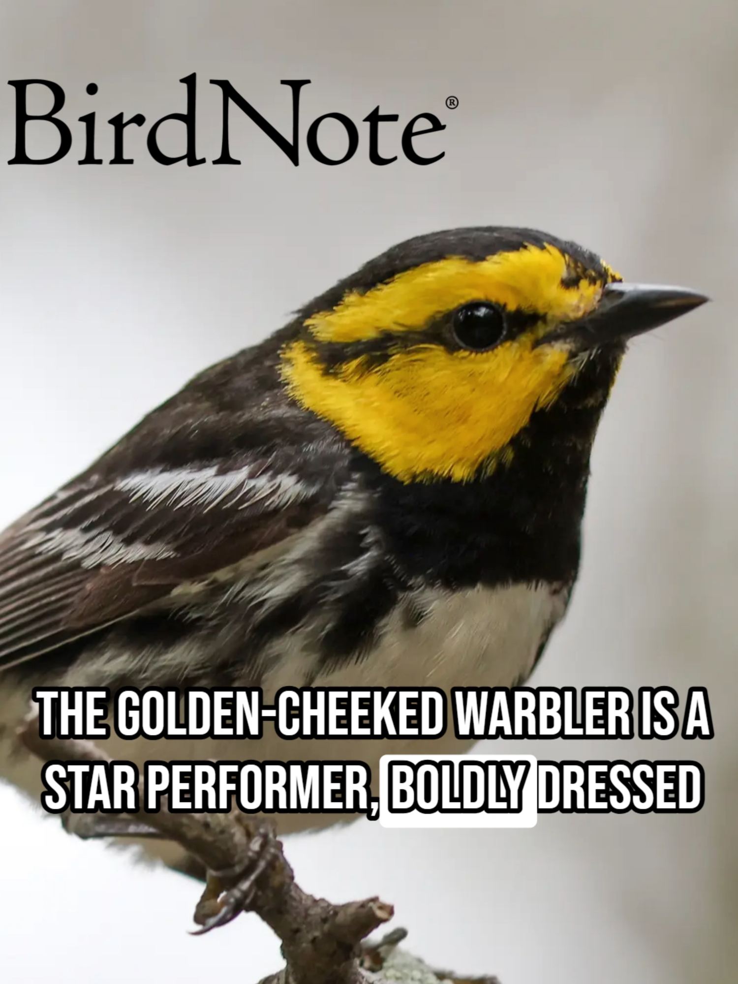 @BirdNote