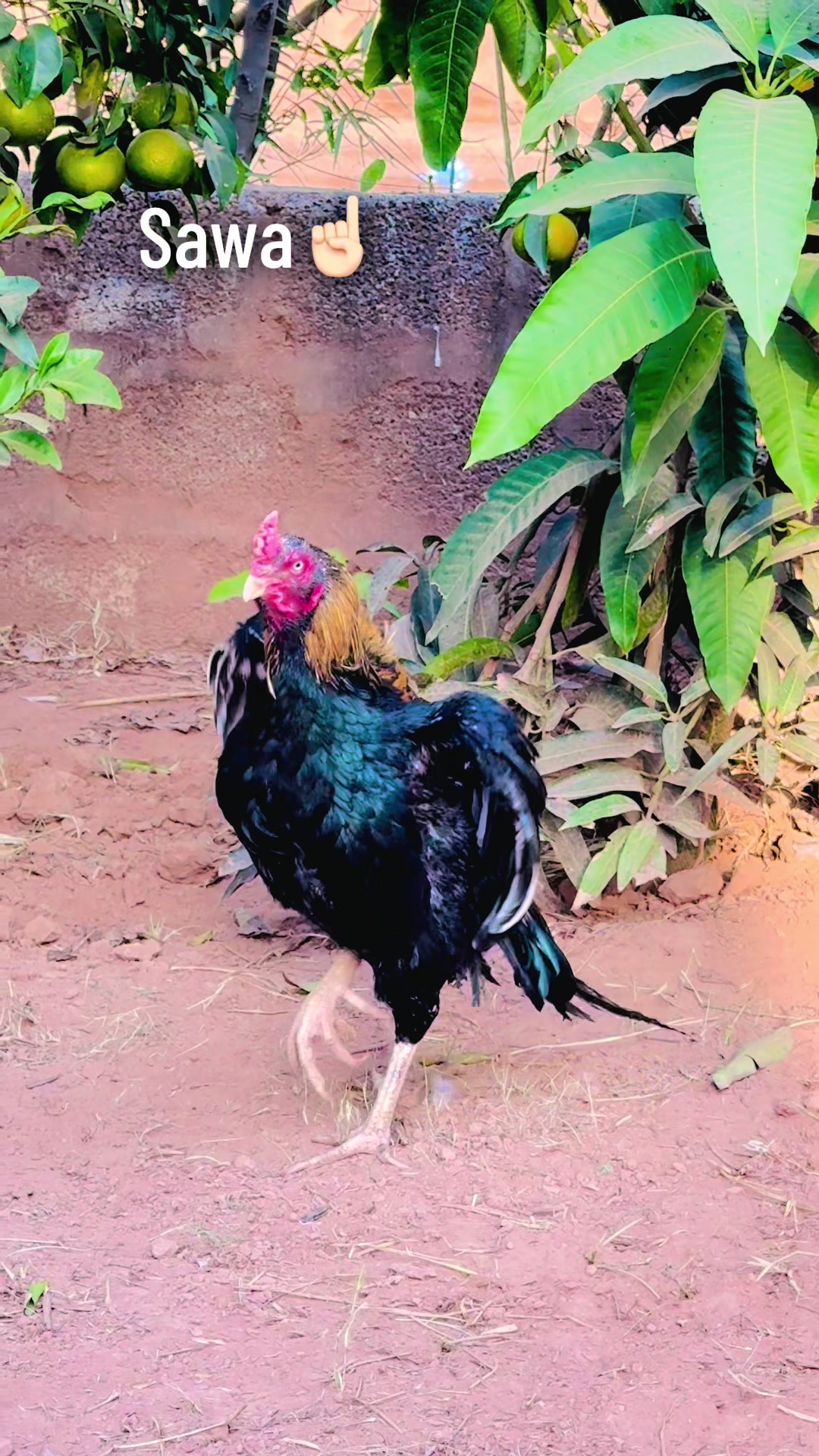 @👑✌️