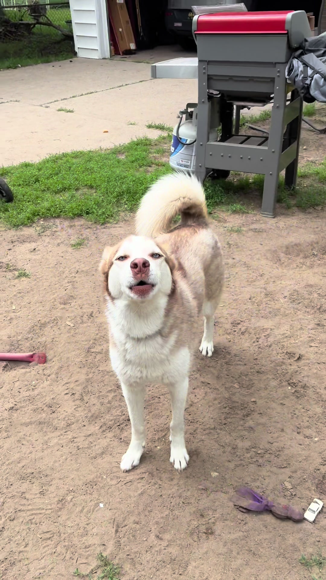 @potsiewithdogs