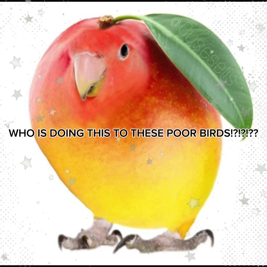 @ᴍɪᴍɪ! 𑣲