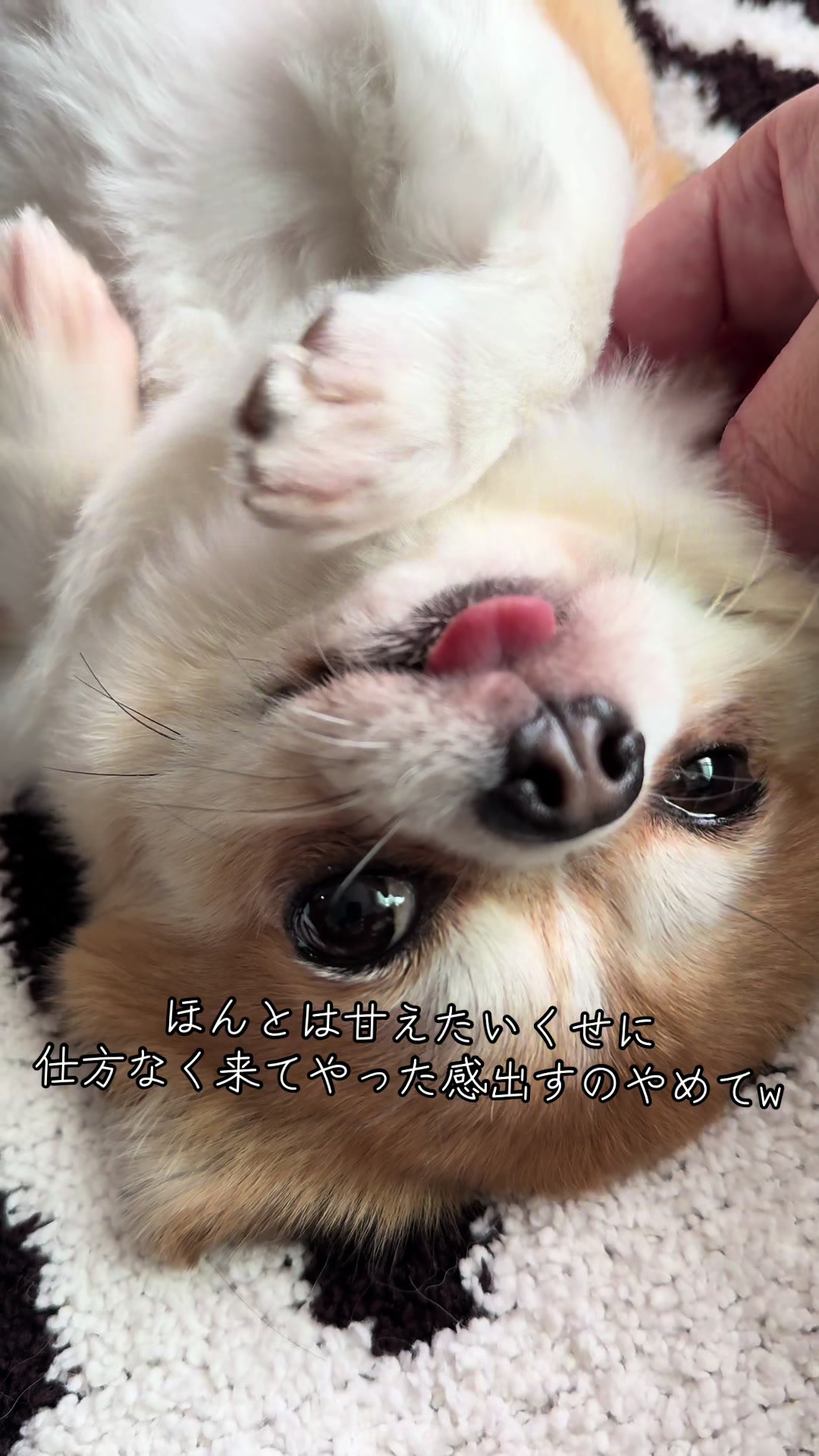 @心太
