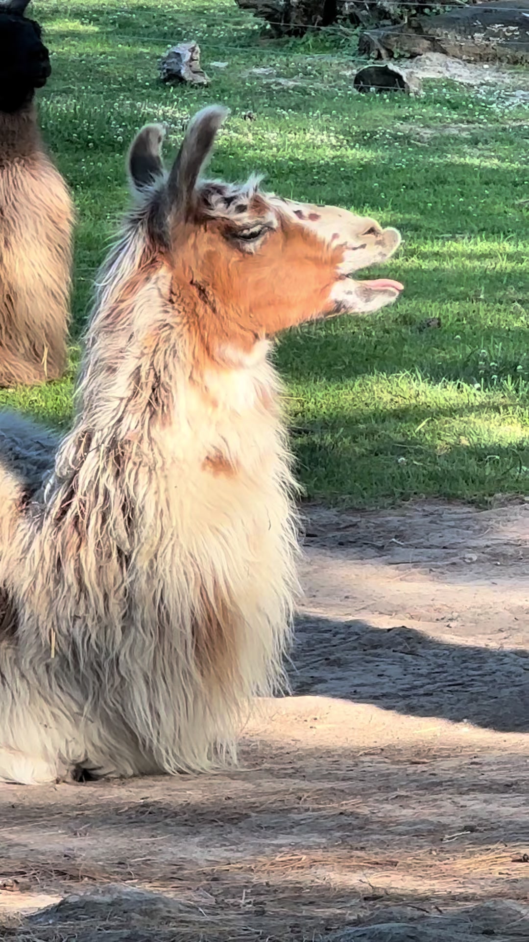 @The Packing Llamas