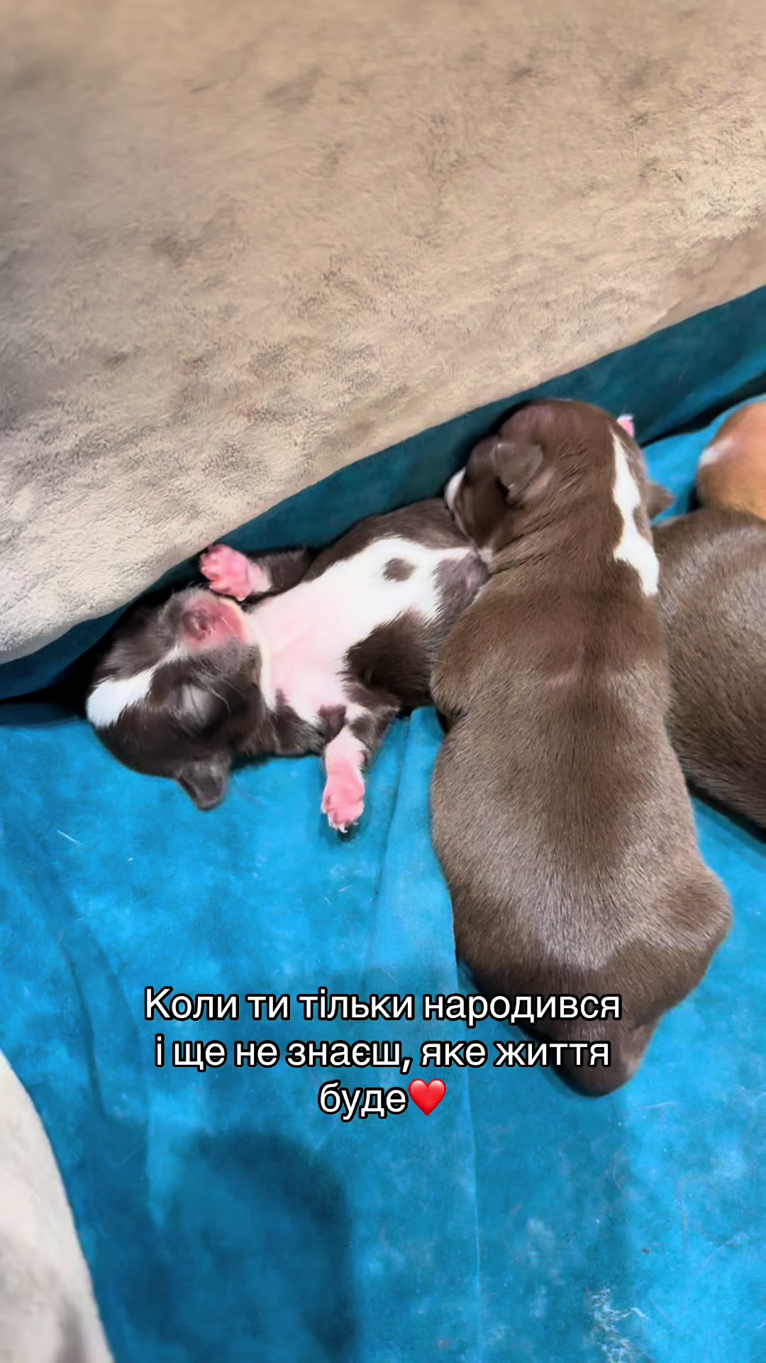 @Гарнюні чіхуахуа❤️