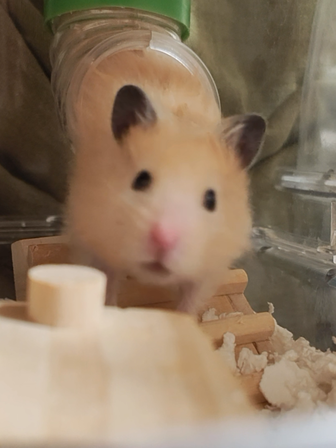 @モチキン🐹