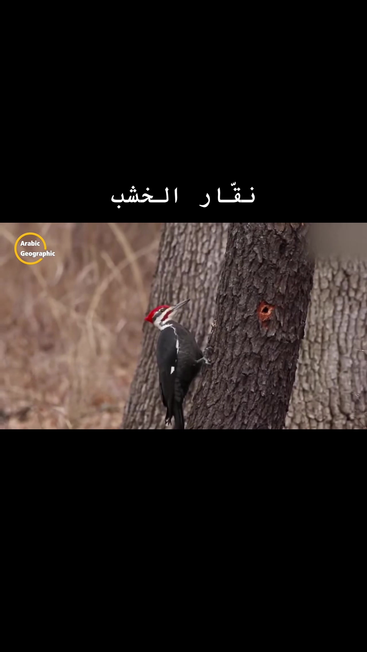 @Saudi Man