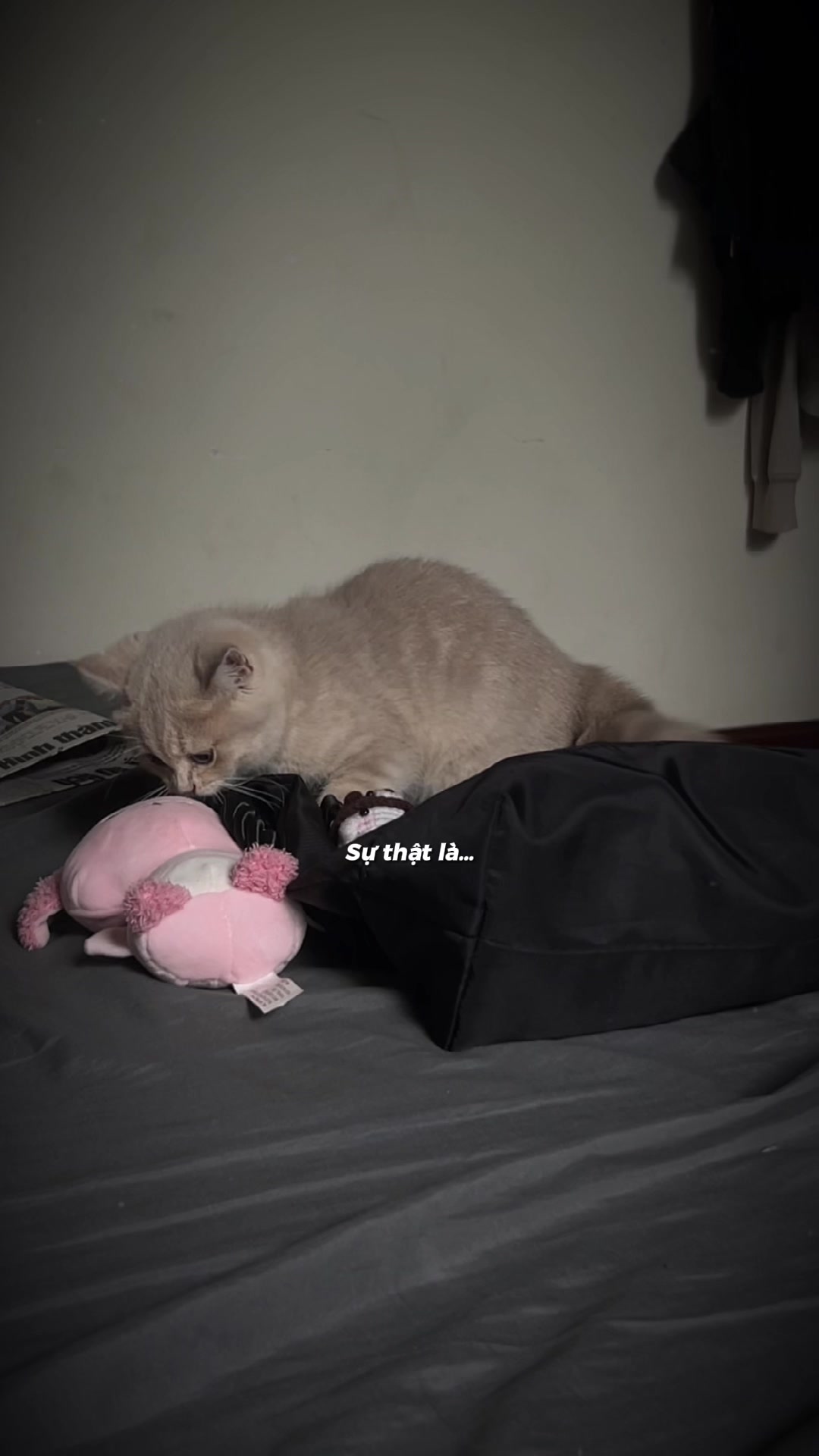 @T&ocirc;.