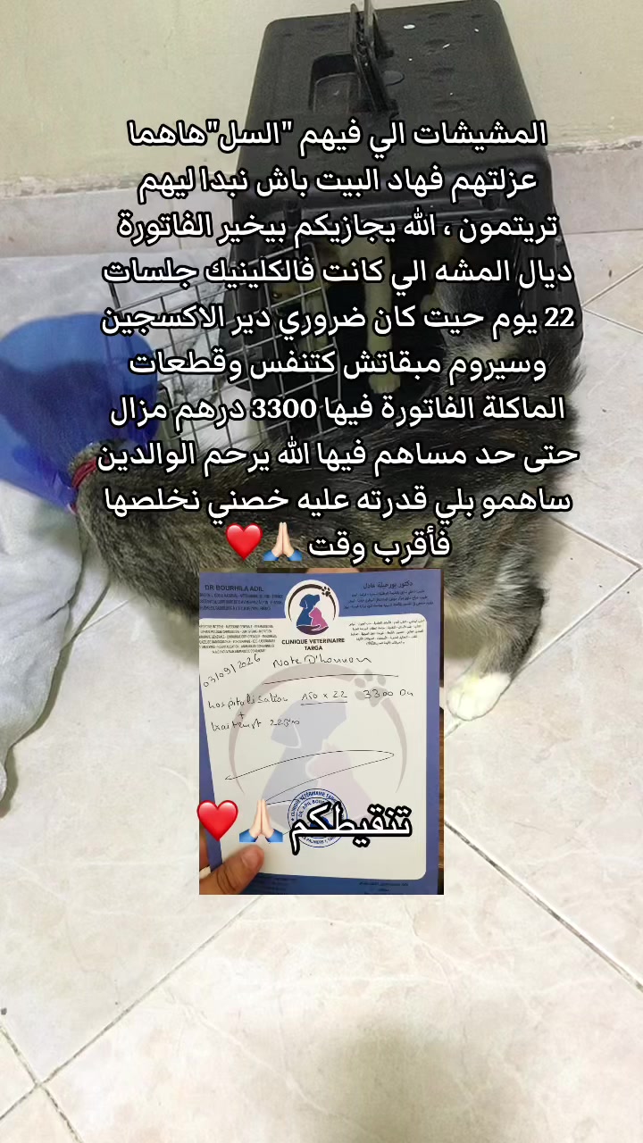 @๐๐ฑ Whiskers Rescue