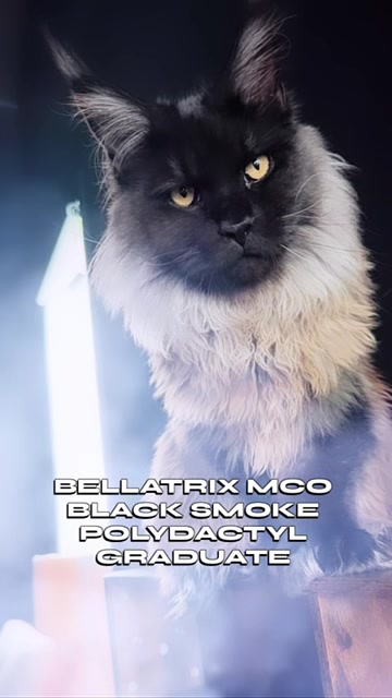 @Bellatrix Maine Coon Cattery