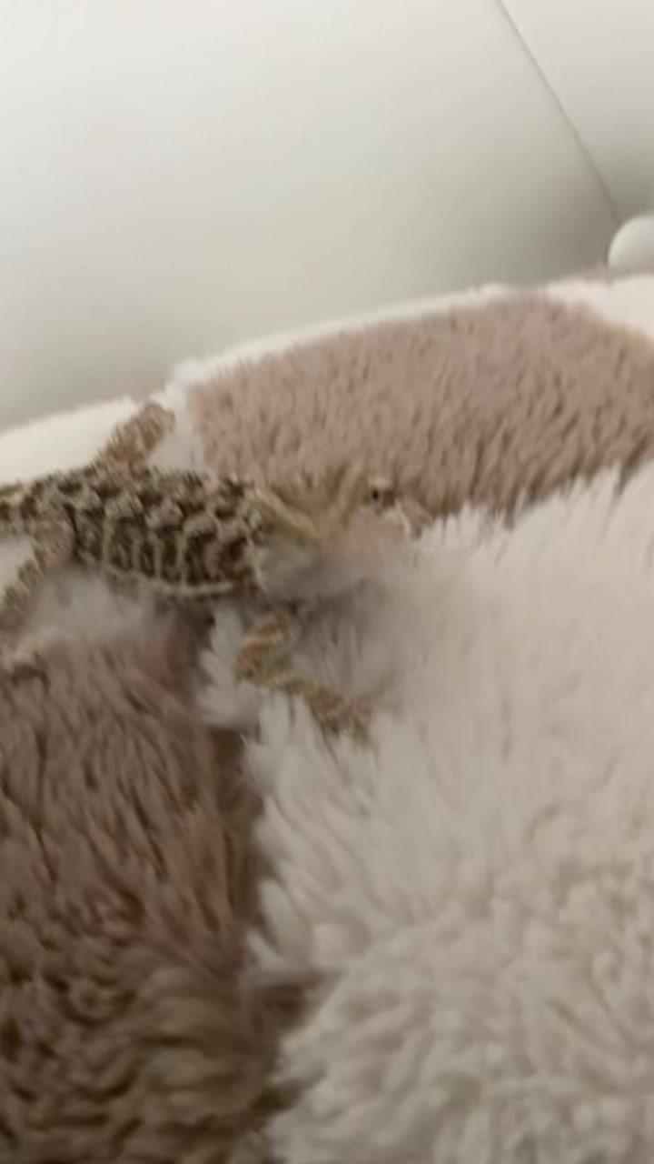 @iluvmybeardies