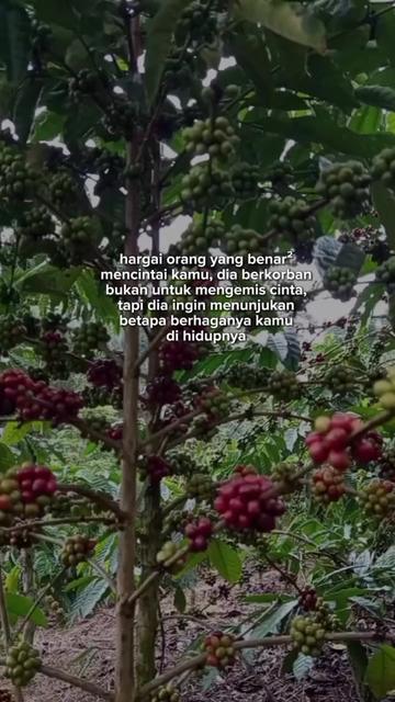 @PetaniMuda