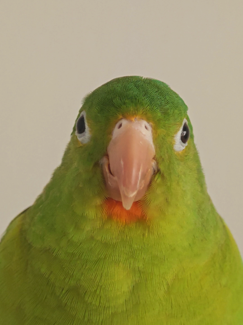 @Pohli