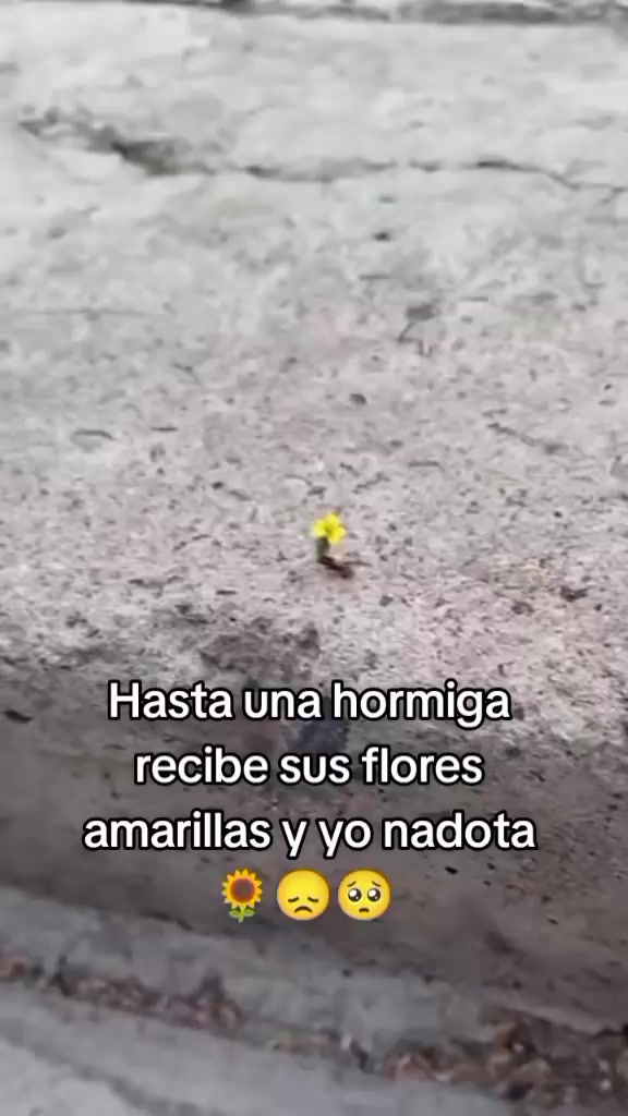 @🦋☆Frases susena☆🦋