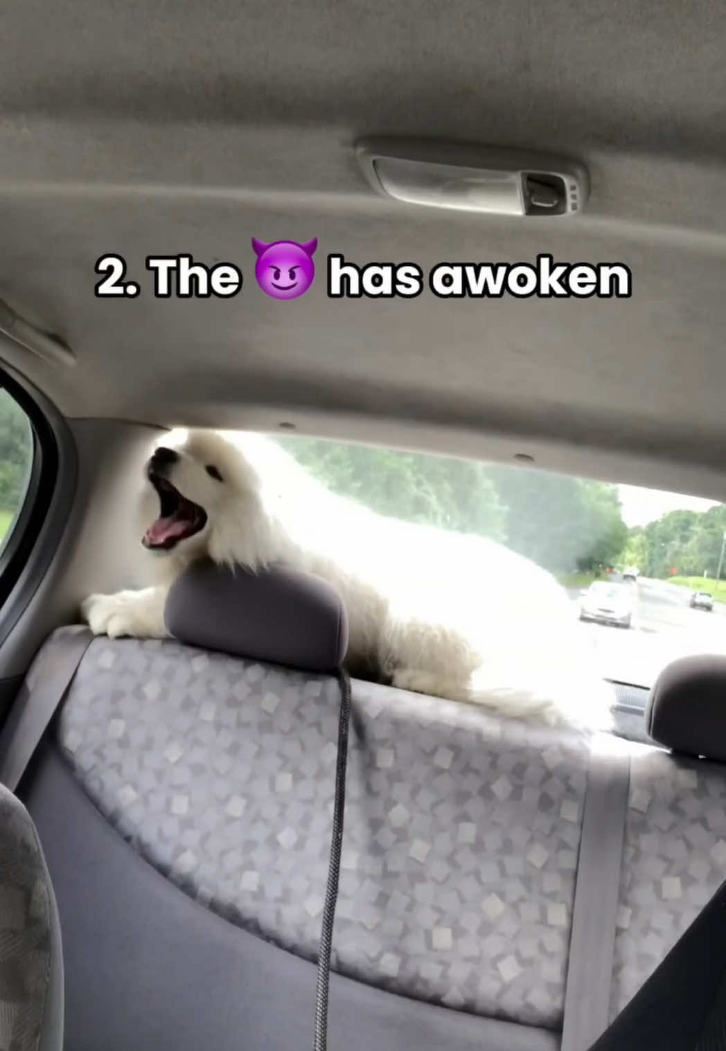@Biff the Samoyed