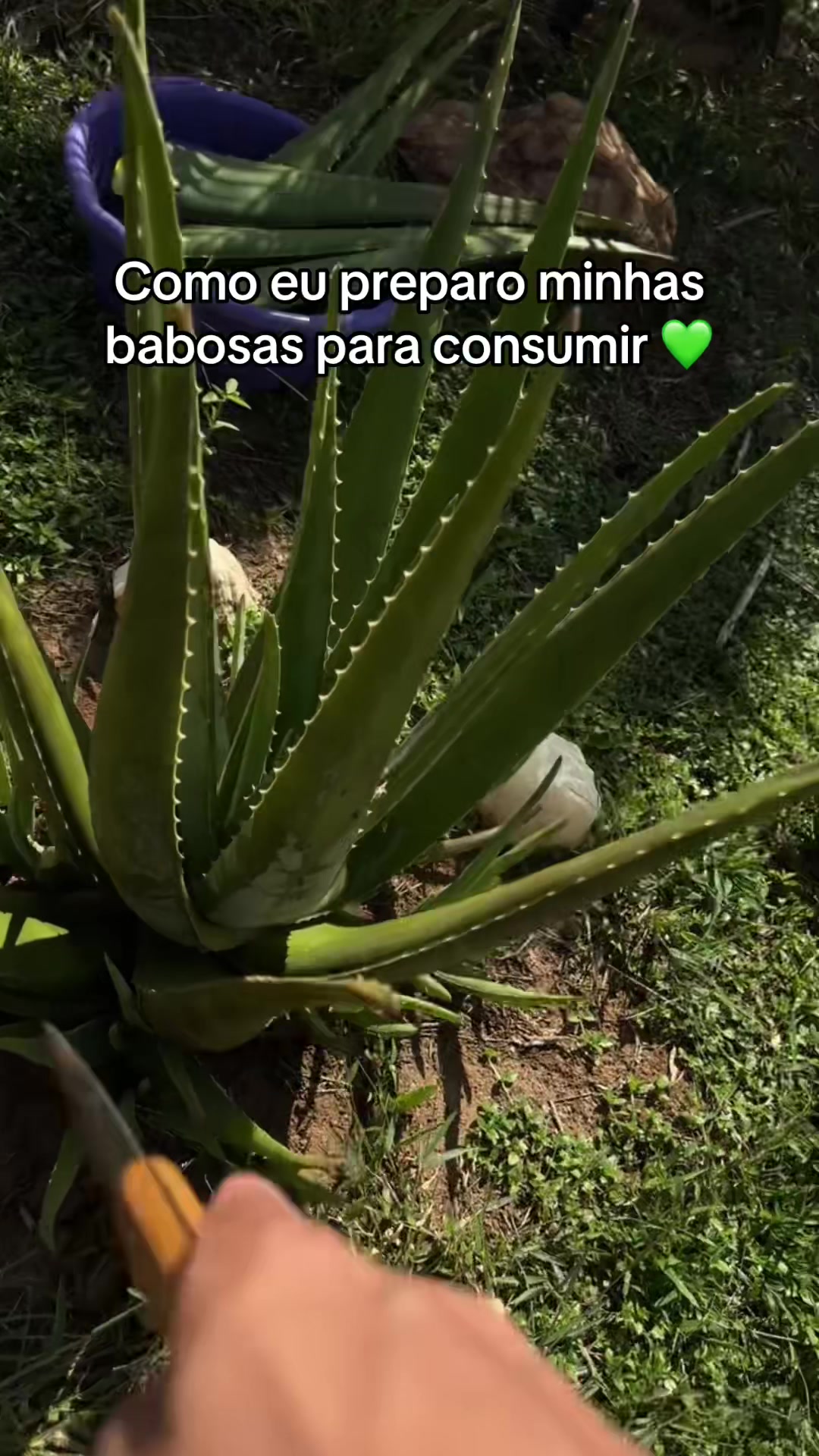 @Murilo Goess